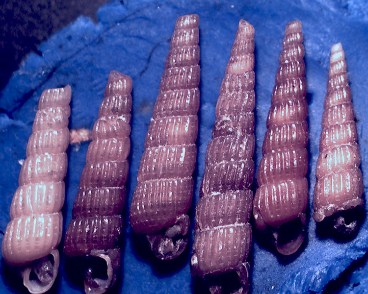 Turbonilla da identificare